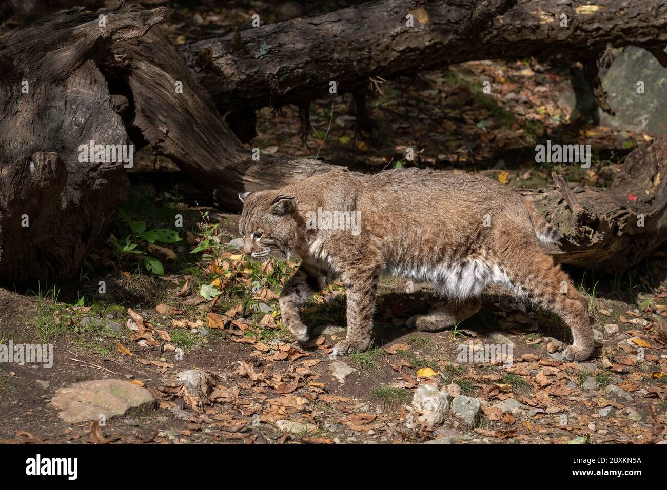 Balades Bobcat par l'intermédiaire d'une chambre avec des feuilles d'automne sur le terrain Banque D'Images