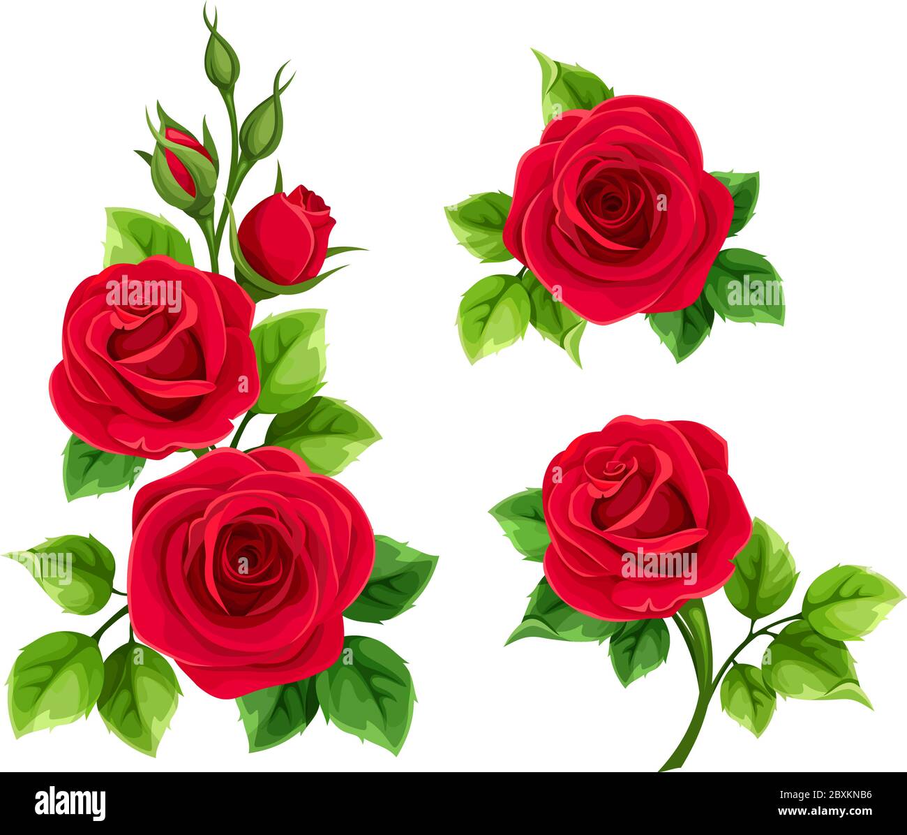 Ensemble vectoriel de roses rouges isolé sur un fond blanc. Illustration de Vecteur