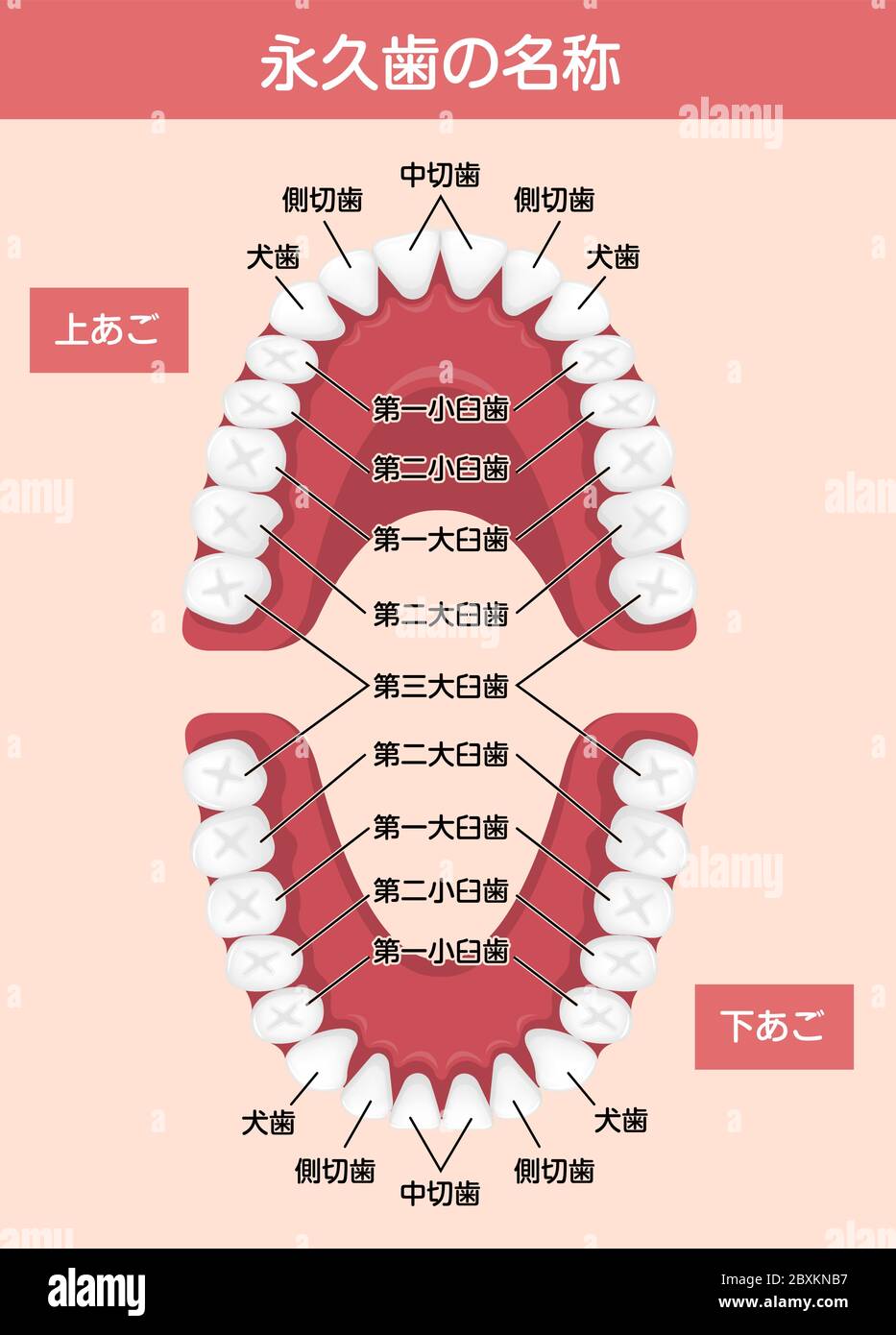 Illustration vectorielle de tableau des dents humaines permanentes / japonais Illustration de Vecteur
