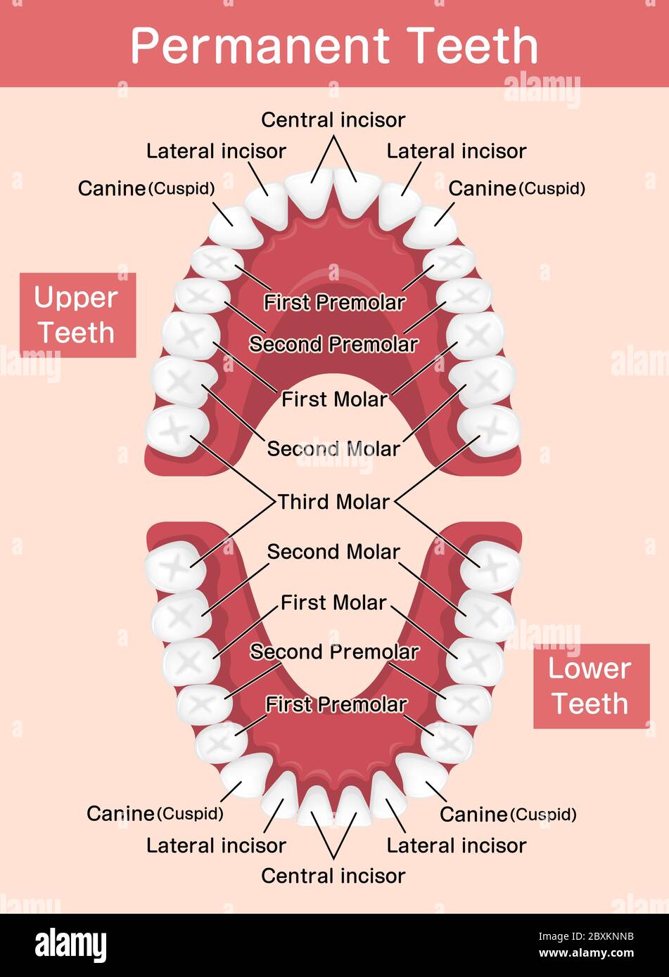 Illustration vectorielle du tableau des dents humaines permanentes Illustration de Vecteur
