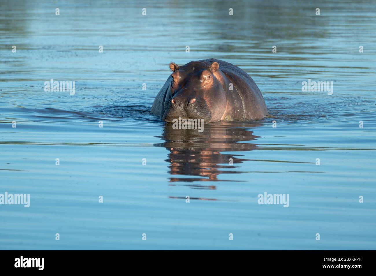 Hippo (hippopotame) dans un étang Banque D'Images