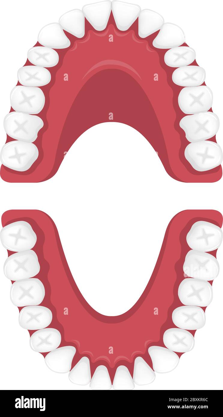 Illustration vectorielle de tableau de dents humaines permanentes / pas de texte Illustration de Vecteur