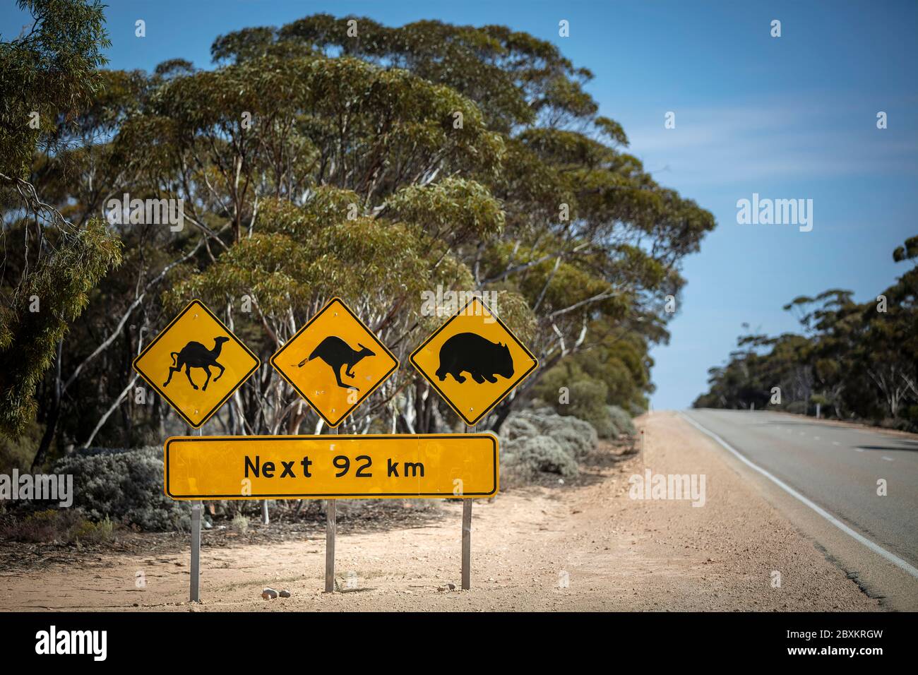Vue en profondeur du champ avec panneau emblématique informant les conducteurs de la possibilité de chameaux, kangourous et wombats comme risques de circulation sur l'Eyre Highway Banque D'Images