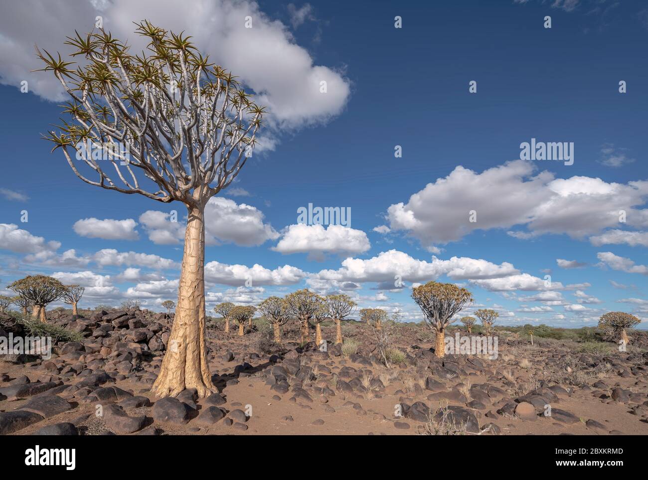 Quiver Tree Forest en Namibie Banque D'Images