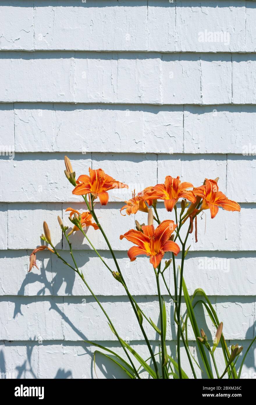 Daylilas orange contre parement à gradation blanche. Green Gables Heritage place, Cavendish, Île-du-Prince-Édouard, Canada Banque D'Images