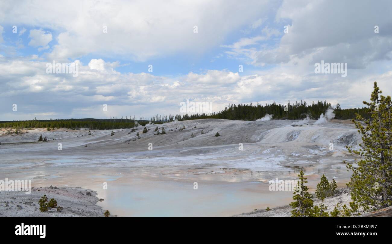 Fin du printemps dans le parc national de Yellowstone : sources de porcelaine dans la région du bassin de porcelaine du bassin de Norris Geyser Banque D'Images
