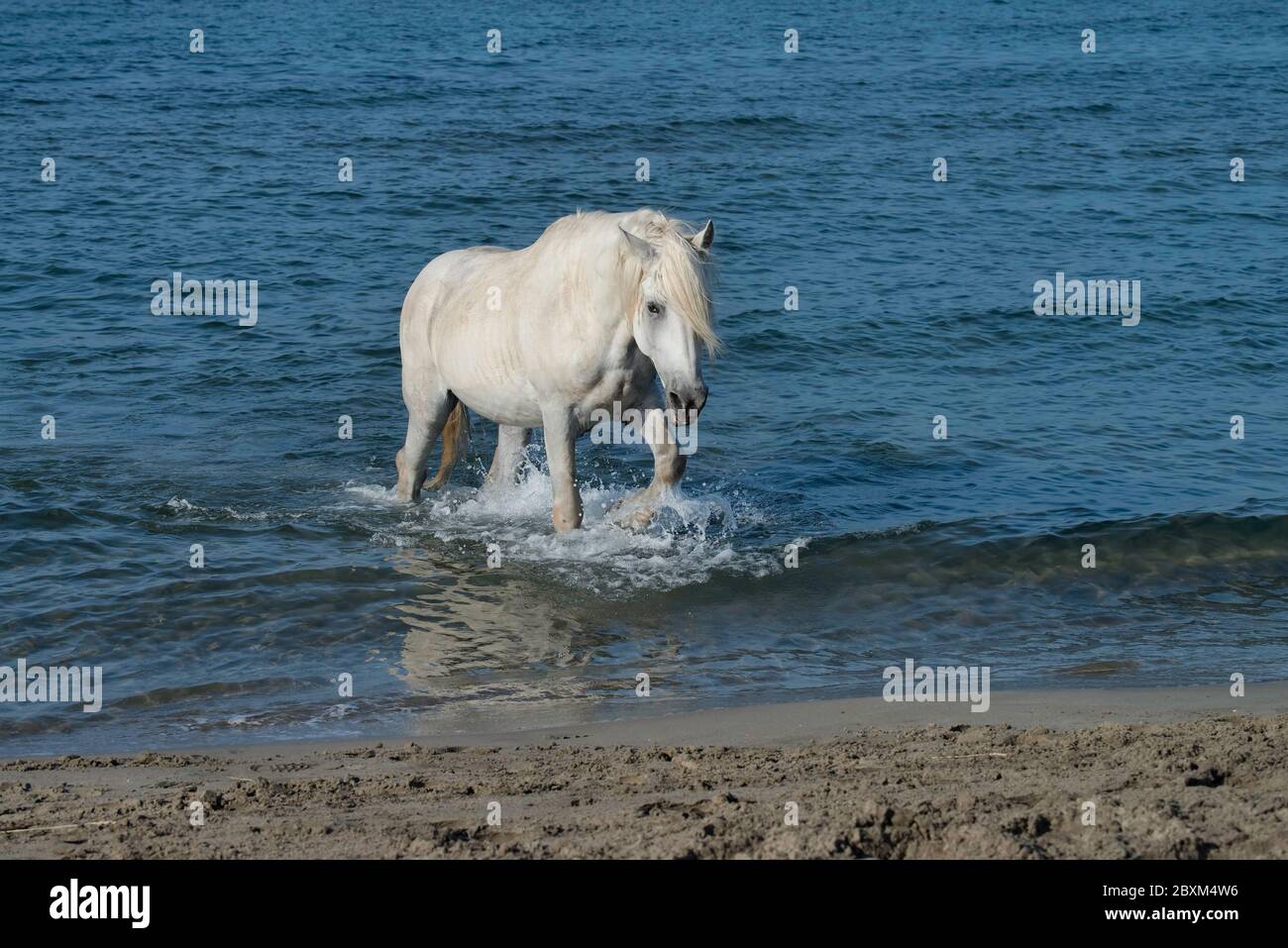 Étalon blanc qui traverse l'océan, surf en Camargue, France Banque D'Images