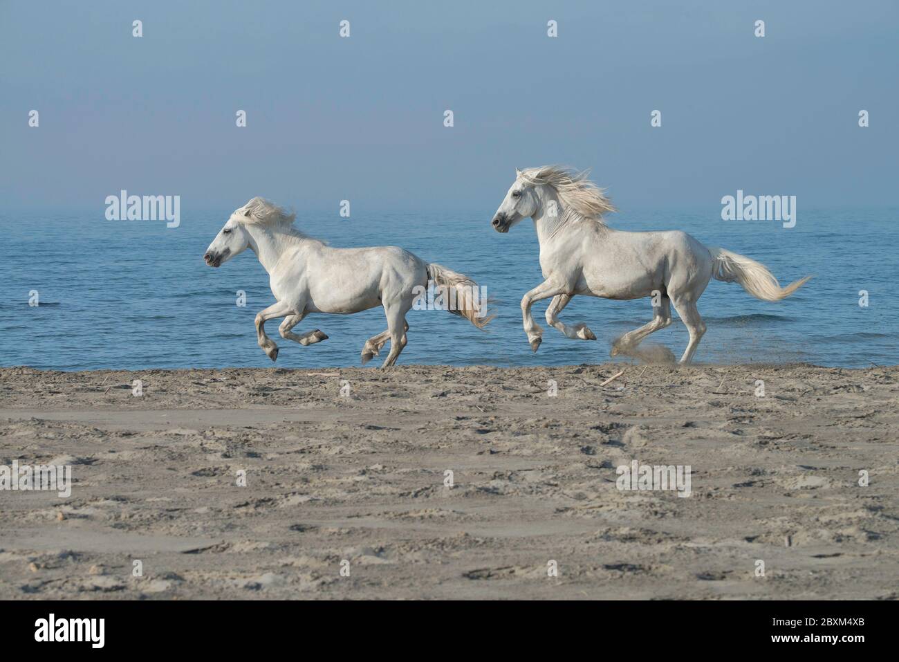 Étalons blancs en cours de course sur la plage, Kicking up Sand Banque D'Images