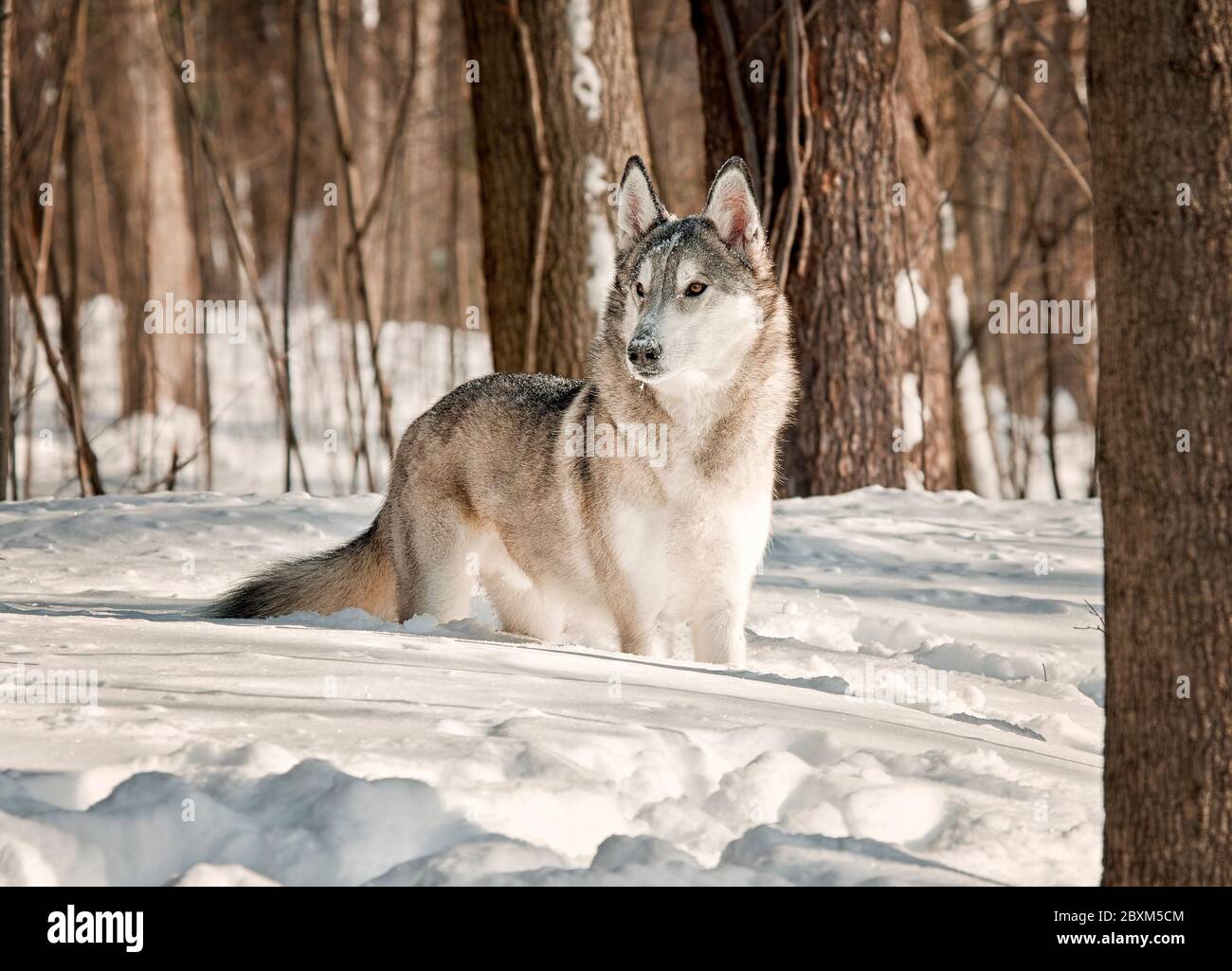 Hybride de loup gris dans la neige Banque D'Images