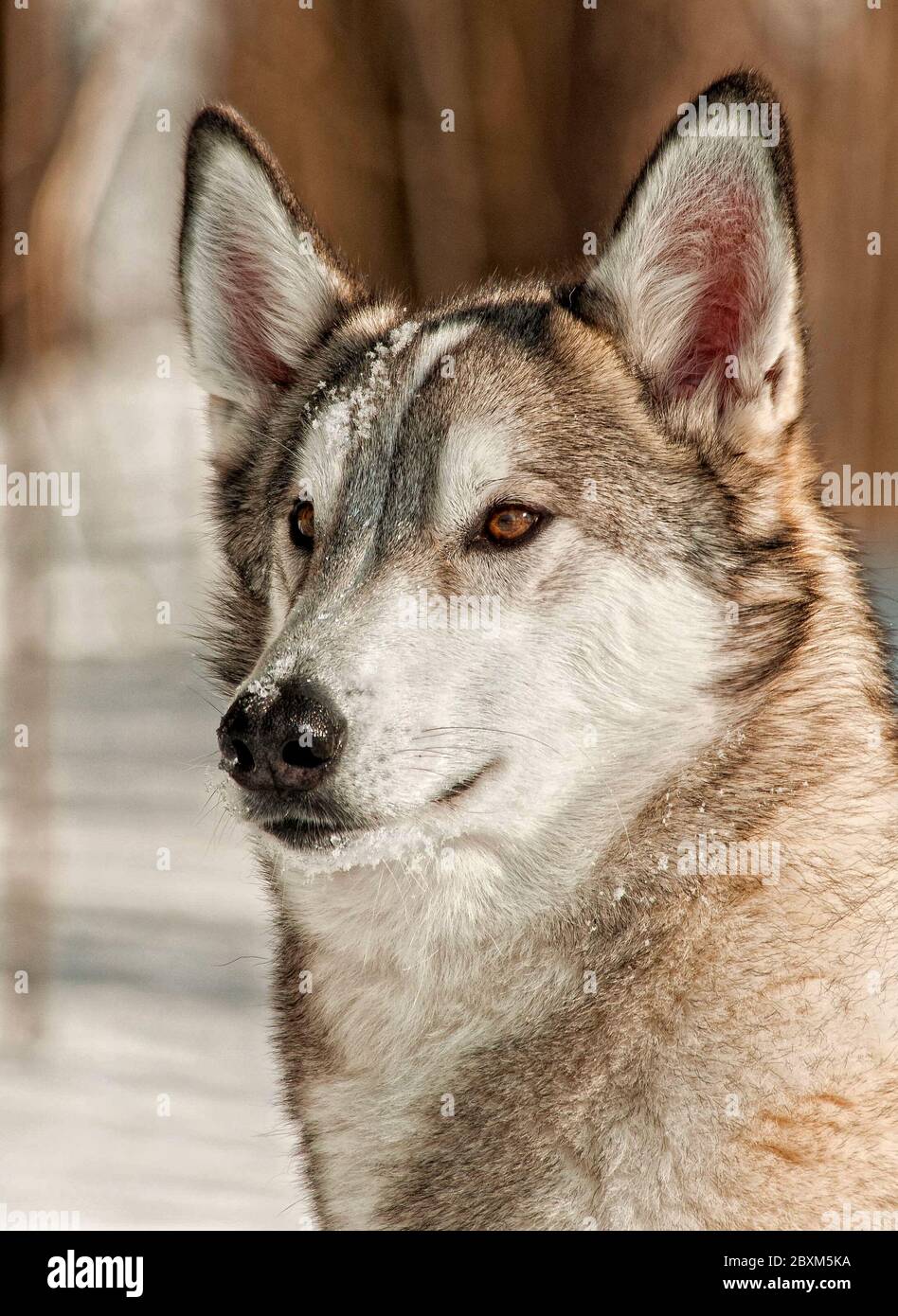 Hybride de loup gris dans la neige Banque D'Images