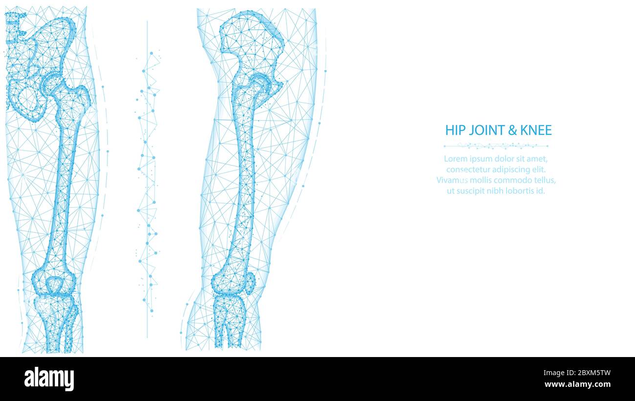 Illustration vectorielle polygonale de la vue latérale et avant de l'articulation de la hanche et du genou. Concept anatomique de jambe et de bassin. Médical abstrait bas poly design sur un dos blanc Illustration de Vecteur