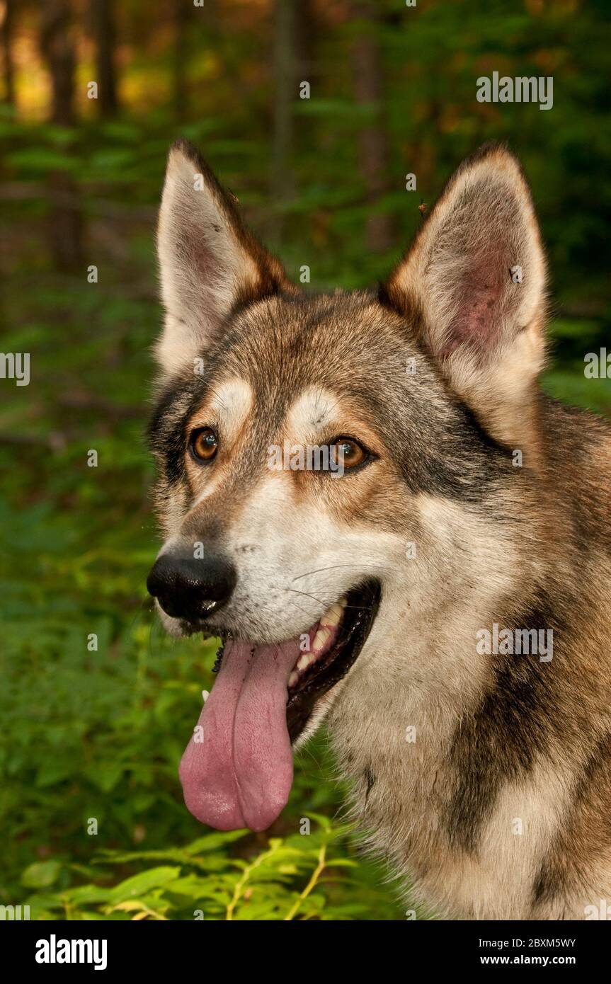 Le Loup - hybride de chien Banque D'Images