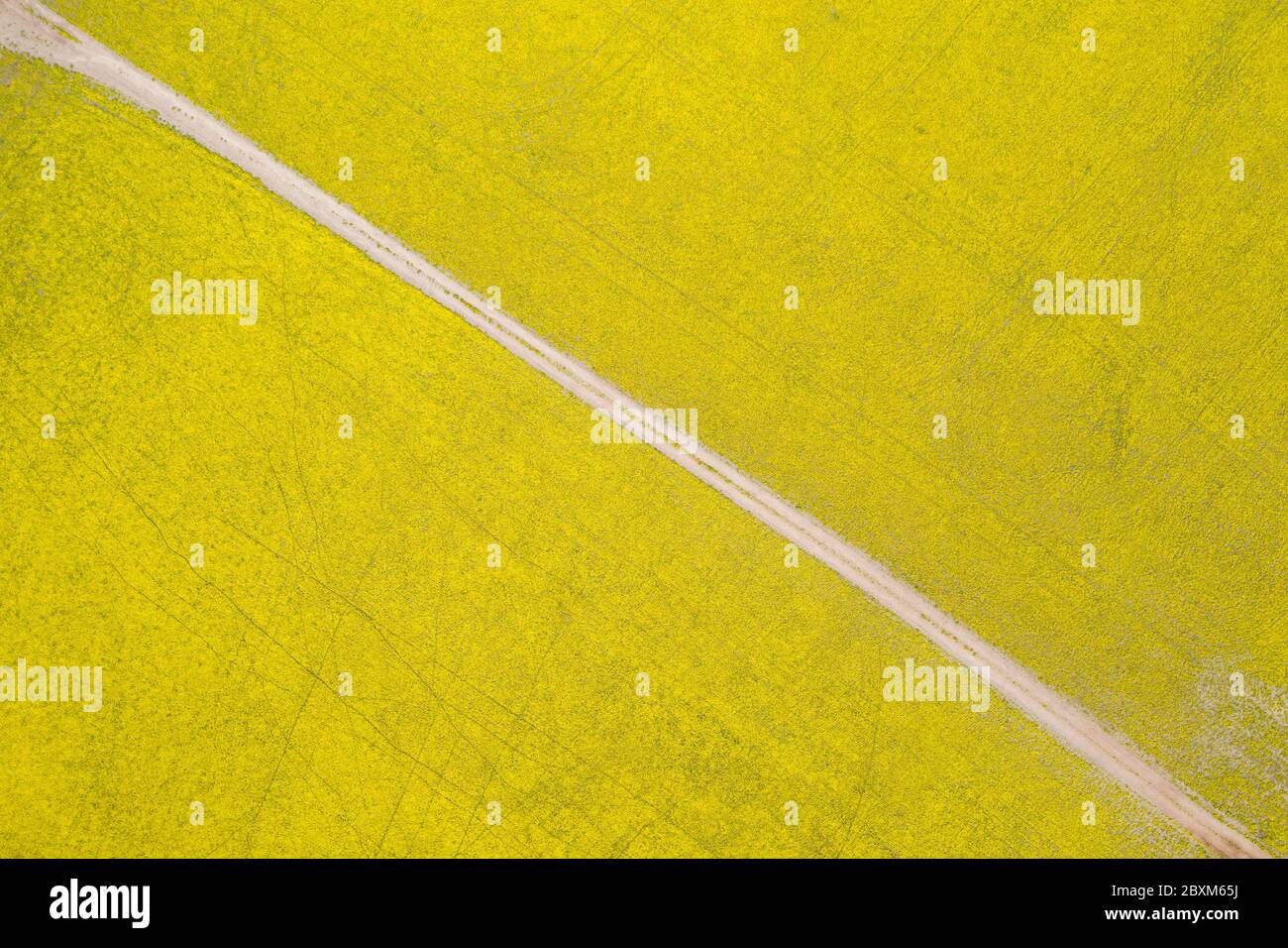Résumé vue aérienne en haut d'une route à travers les champs de canola dans la riche région agricole de l'Australie occidentale Banque D'Images