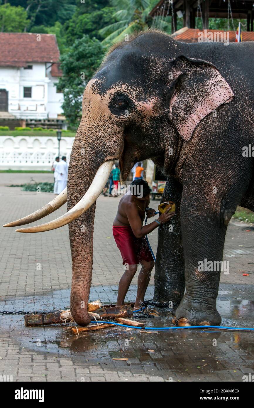 Un éléphant cérémonial est lavé par un mahout dans le temple du complexe relique de la dent sacrée avant le Perahera d'Esala à Kandy au Sri Lanka. Banque D'Images