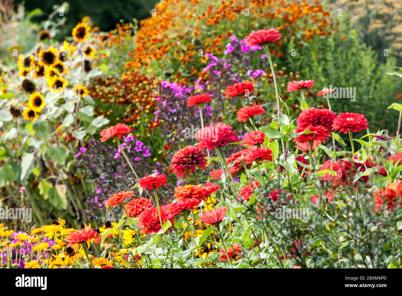 Jardin de fleurs colorées Red Zinnias tournesols bordure de parterre de fleurs d'été plantes d'août Banque D'Images