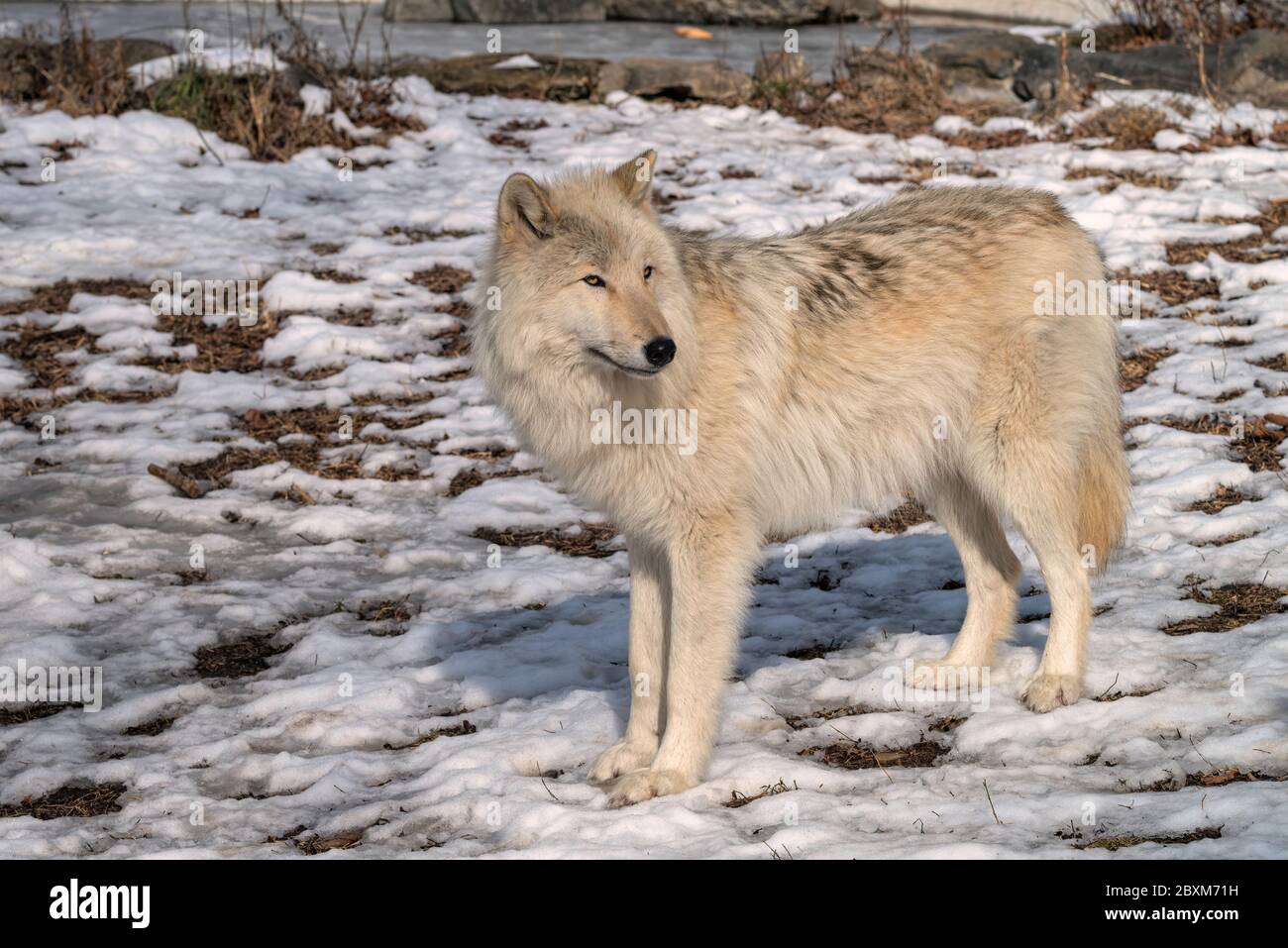 Un loup blanc en bois marchant dans la neige Banque D'Images