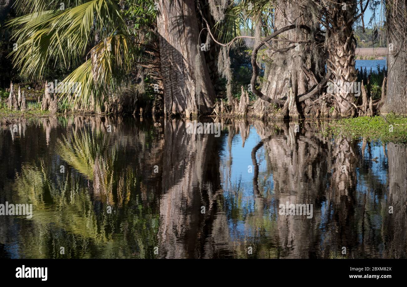 Arbres se reflétant dans un marais de Caroline du Sud, avec un écureuil se cachant dans le fond des vignes formant un cercle. Banque D'Images