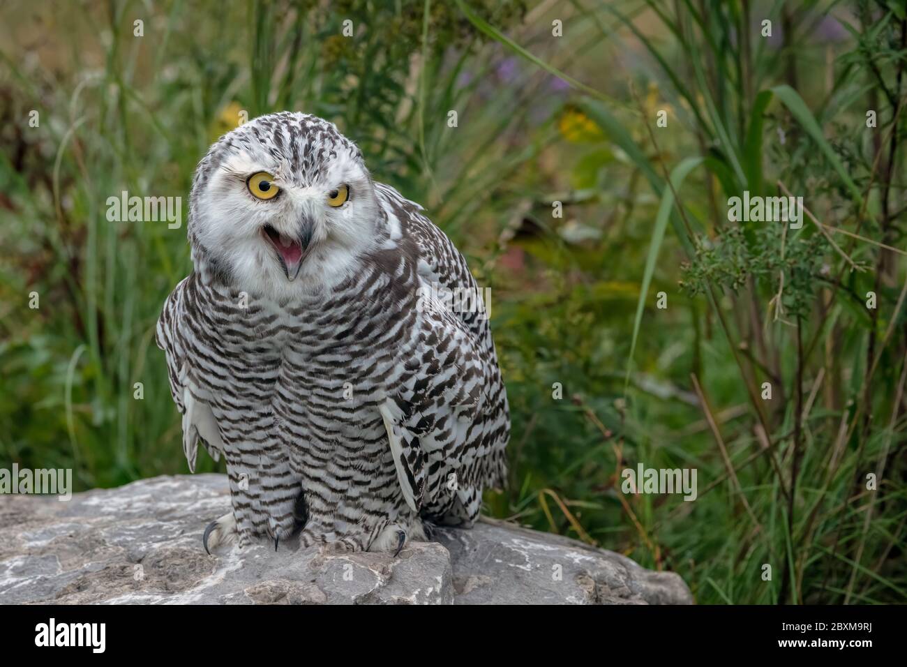 Hibou des neiges juvénile avec sa bouche ouverte, debout sur un rocher au milieu d'un champ. Banque D'Images