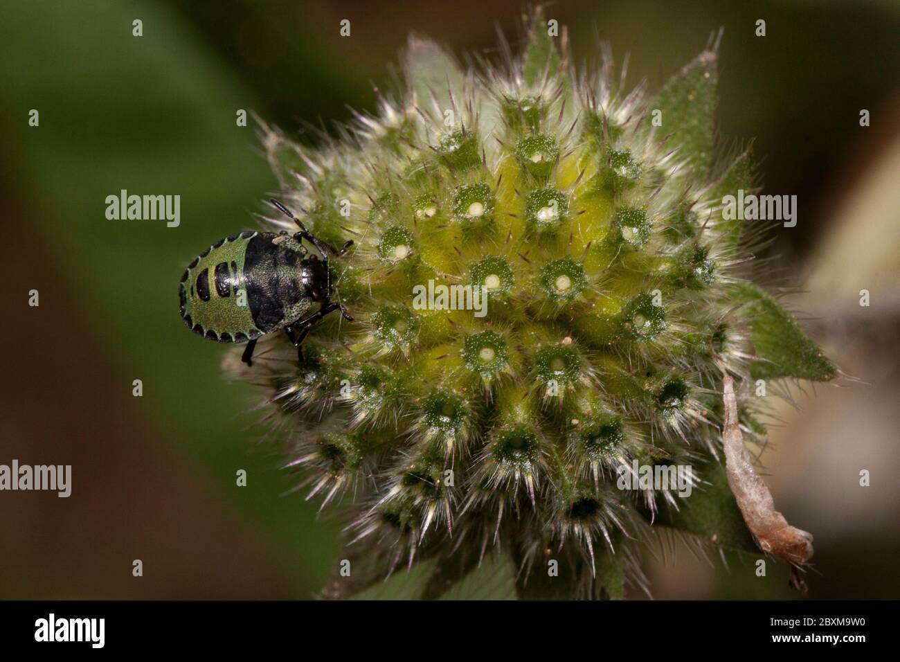Les insectes de protection sont assis sur une fleur verte. Animaux dans la faune. Banque D'Images