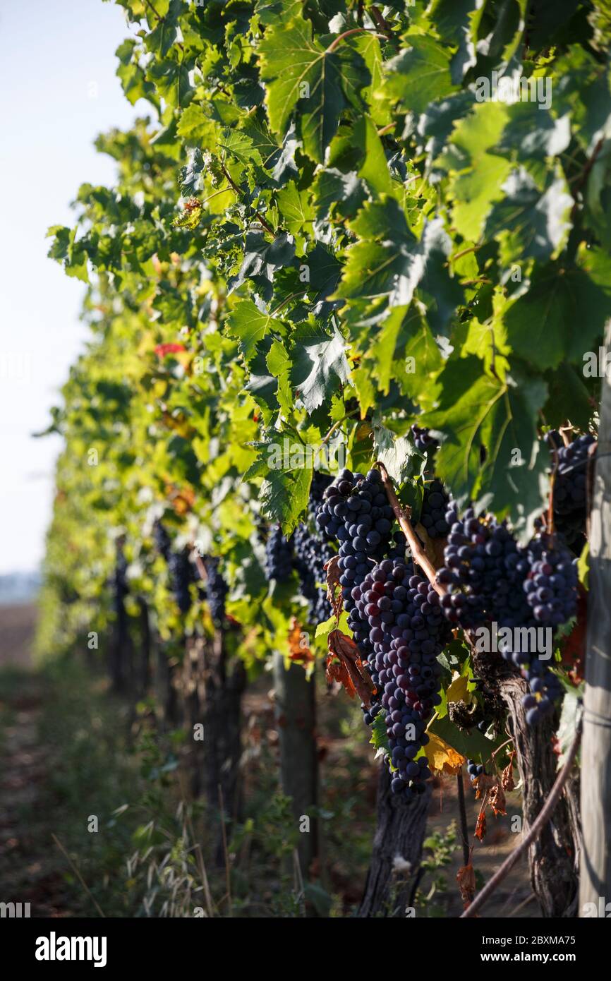 Aperçu d'un vignoble Sagrantino à Montefalco, Ombrie, Pérouse Banque D'Images