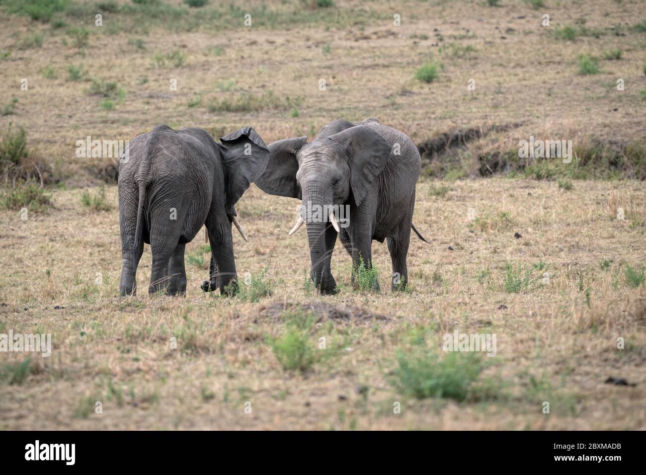 Deux jeunes éléphants mâles pratiquant leurs techniques d'arrosage dans un faux combat. Photo prise à Masai Mara, Kenya. Banque D'Images