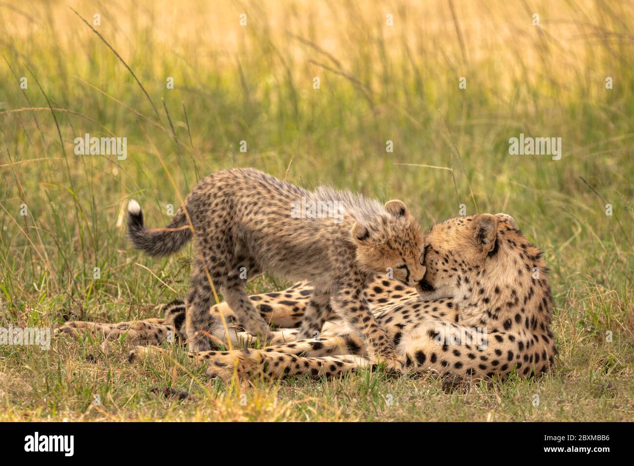 Cheetah cub et mère partageant un moment tendre en frottant le nez. Photo prise dans la réserve nationale de Maasai Mara, Kenya. Banque D'Images