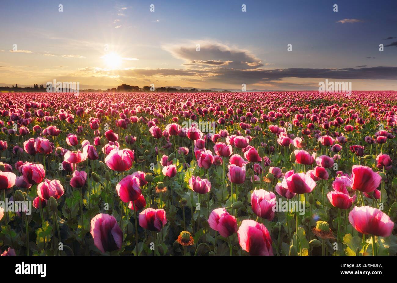 Prairie de pavot dans la belle lumière du soleil du soir Banque D'Images