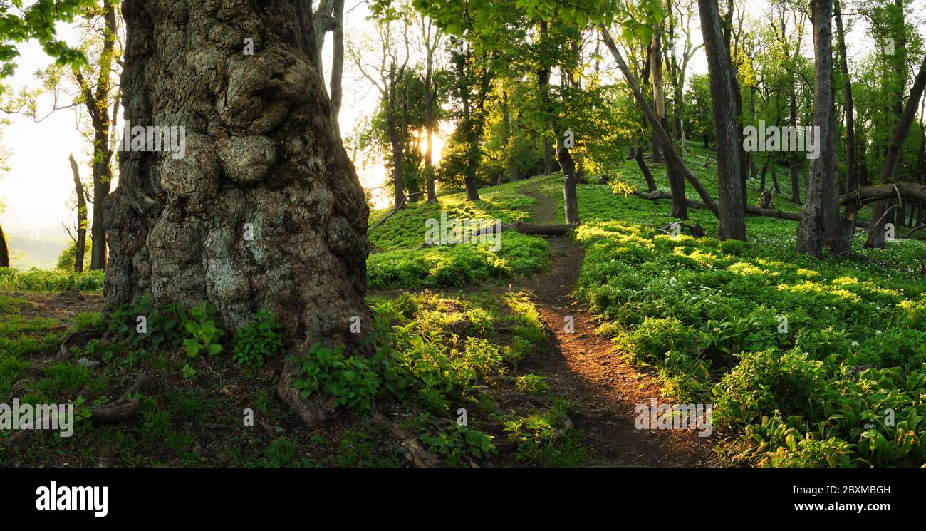 Fantasy vieux arbre dans la forêt verte mystique Banque D'Images