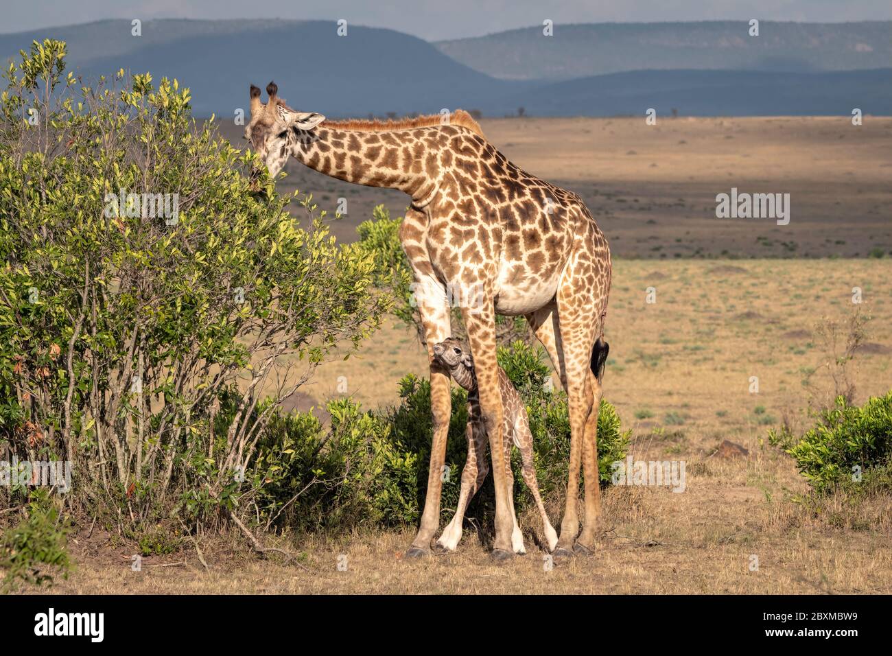 Une girafe de nouveau-né se tient entre les jambes de sa mère pour la protection alors qu'elle se nourrit sur les feuilles d'un Bush. Photo prise à Masai Mara, Kenya. Banque D'Images
