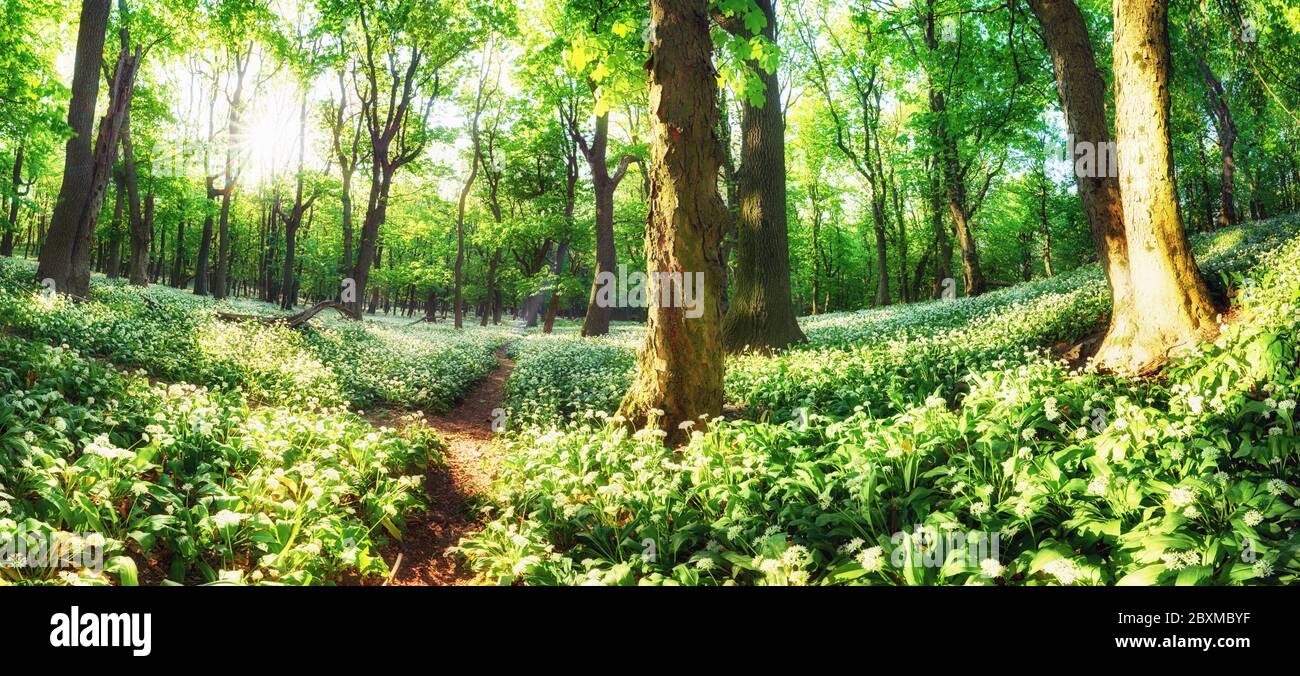 Panorama de paysage vert forêt avec des fleurs blanches et le chemin Banque D'Images
