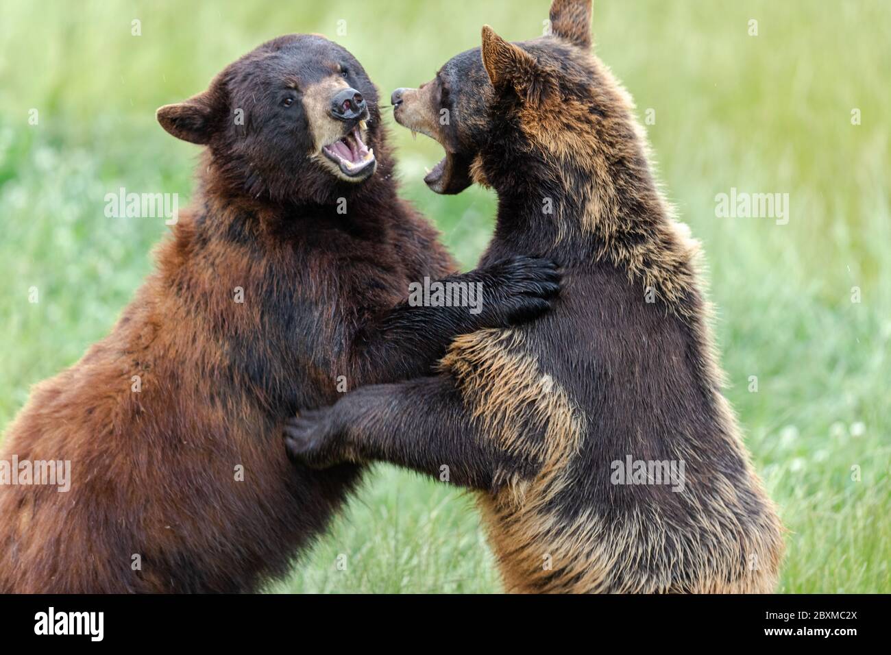 L'ours noir américain se bat dans la prairie Banque D'Images