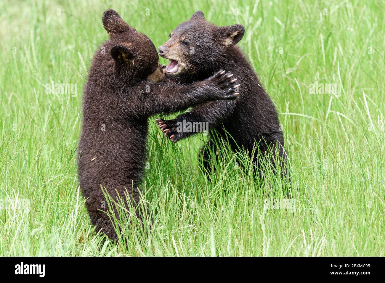 Le jeune américain Black Bear lutte dans la prairie Banque D'Images