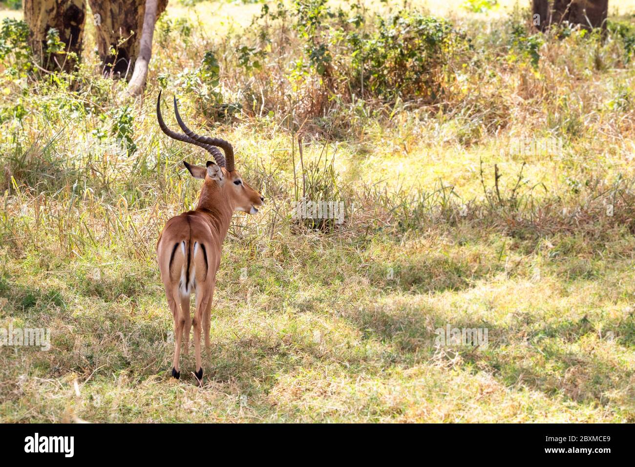 Mâle impala, aepyceros melampus, dans un clairière au lac Nakuru, Kenya. Vue arrière avec face en profil. Espace pour le texte. Banque D'Images