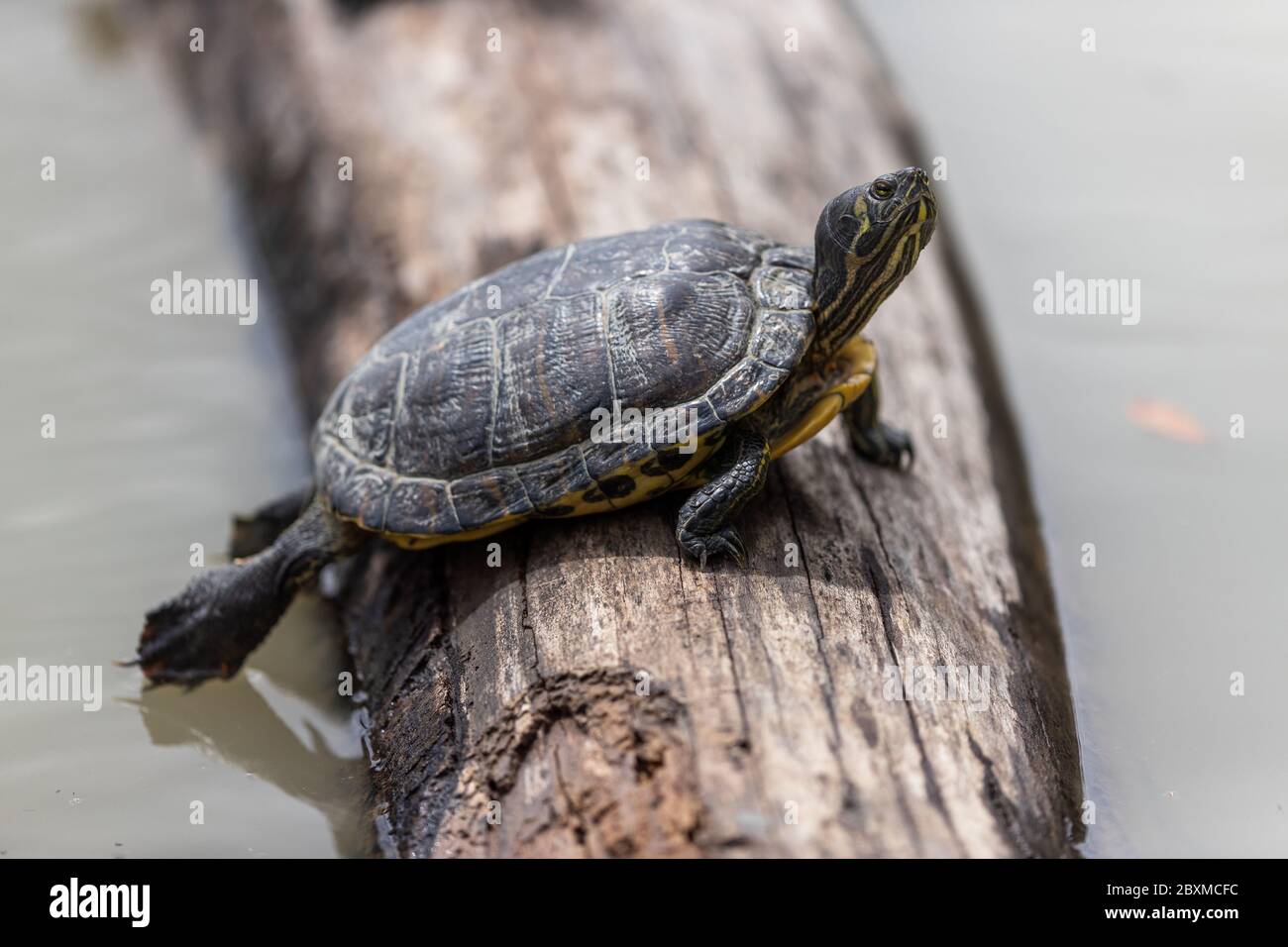 Tortue sur l'arbre Banque D'Images