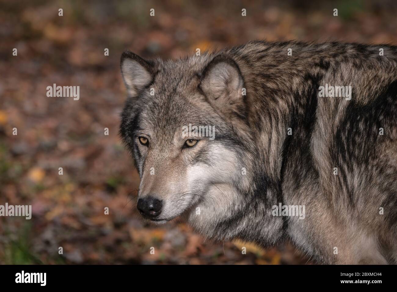 Timber Wolf (aussi connu comme un loup gris ou gris Loup) Portrait avec la couleur de l'automne en arrière-plan Banque D'Images