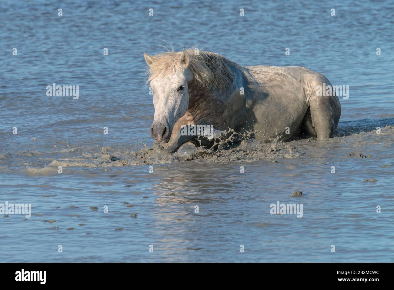 Cheval blanc courant dans l'océan surf en Camargue, France Banque D'Images