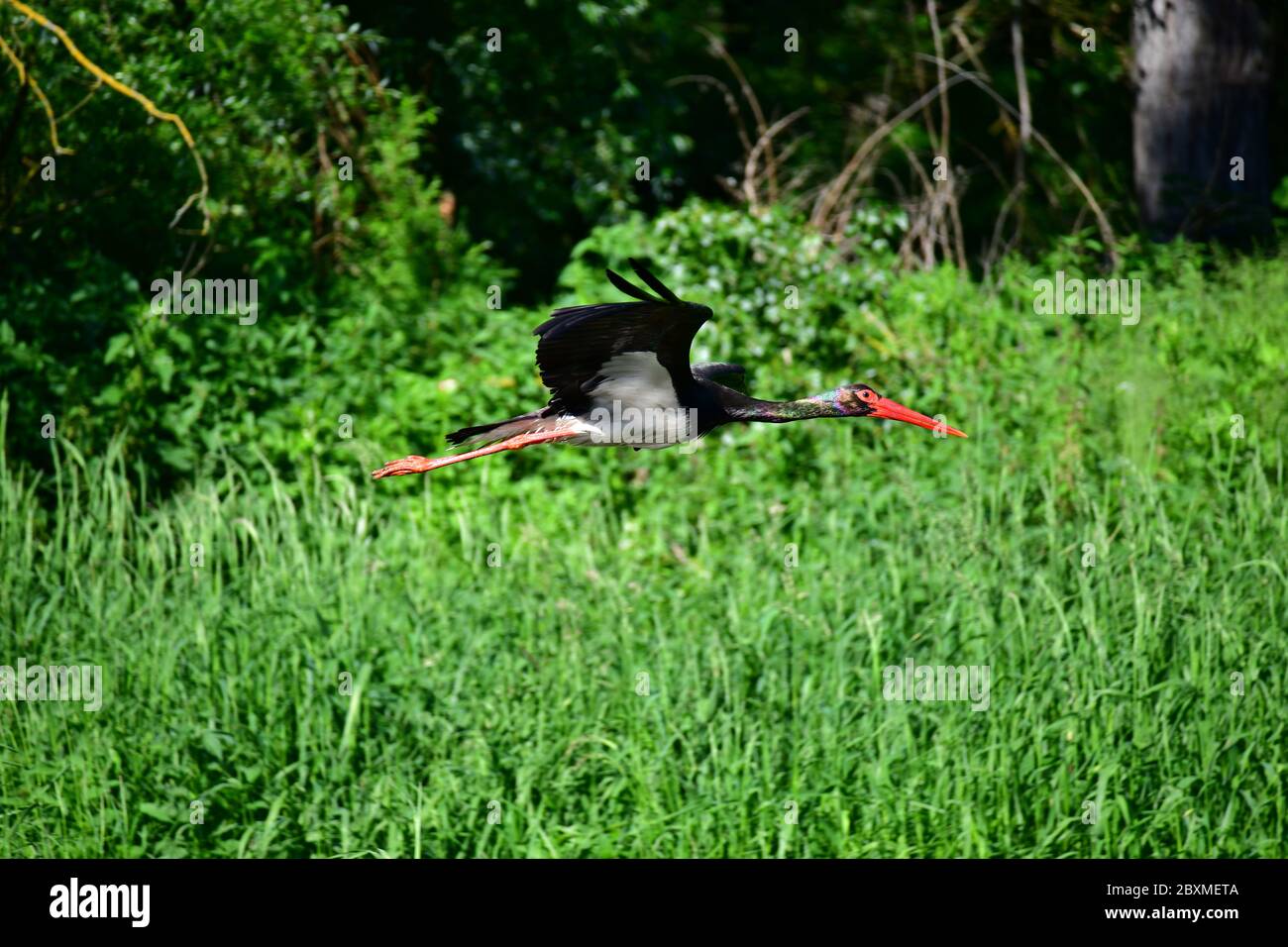 Ciconie noire (Ciconia nigra) en vol au-dessus de la forêt. Zone protégée de Mars-Thaya-Auen. Autriche Banque D'Images