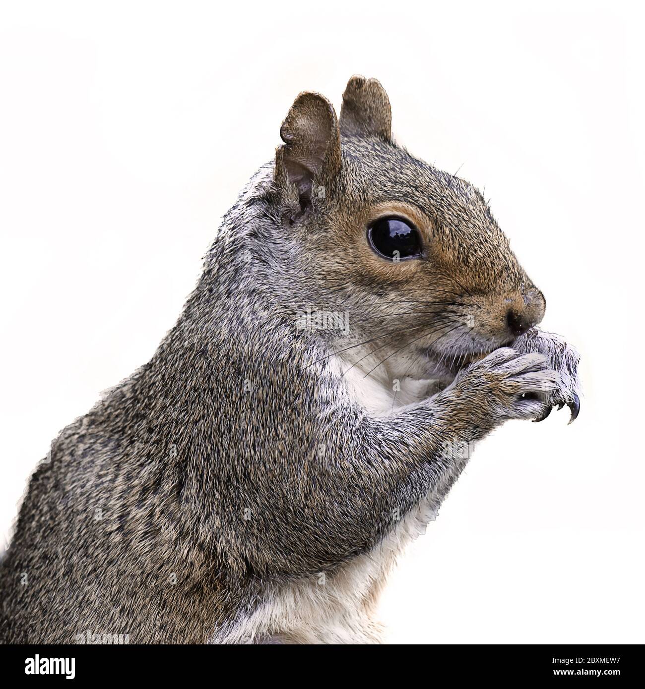 gros plan profil demi-longueur portrait d'un écureuil gris avec ses pattes à sa bouche. isolé sur un fond blanc Banque D'Images