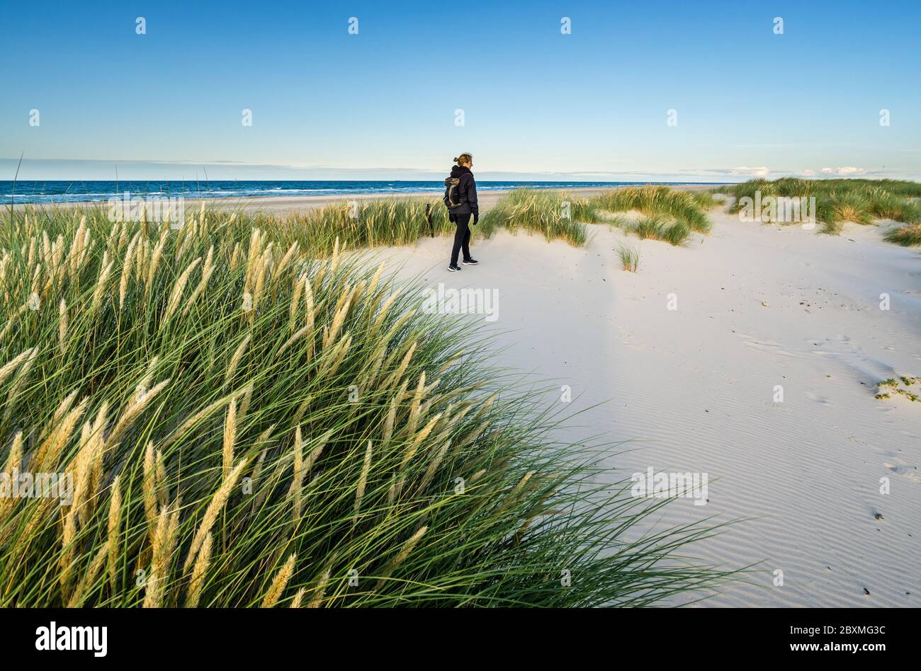 Jeune femme qui randonnée dans l'herbe de dunes de sable côtière à la plage de la mer du Nord dans la douce lumière du lever du soleil. Skagen Nordstrand, Danemark. Skagerrak, Kattegat. Banque D'Images