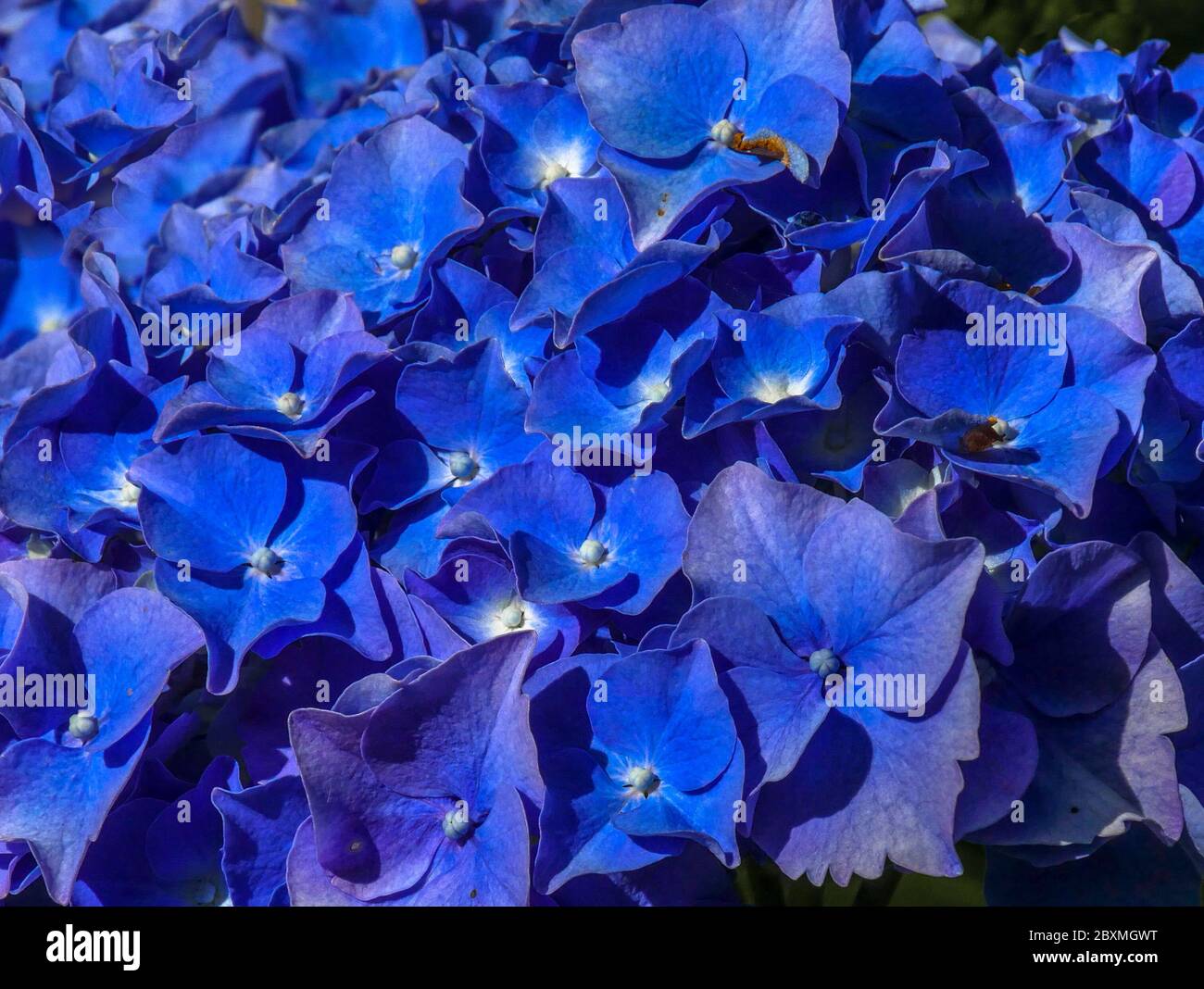 Pétales bleus délicats de la fleur d'une hortensia (macro photo) Asturies/ Espagne Banque D'Images