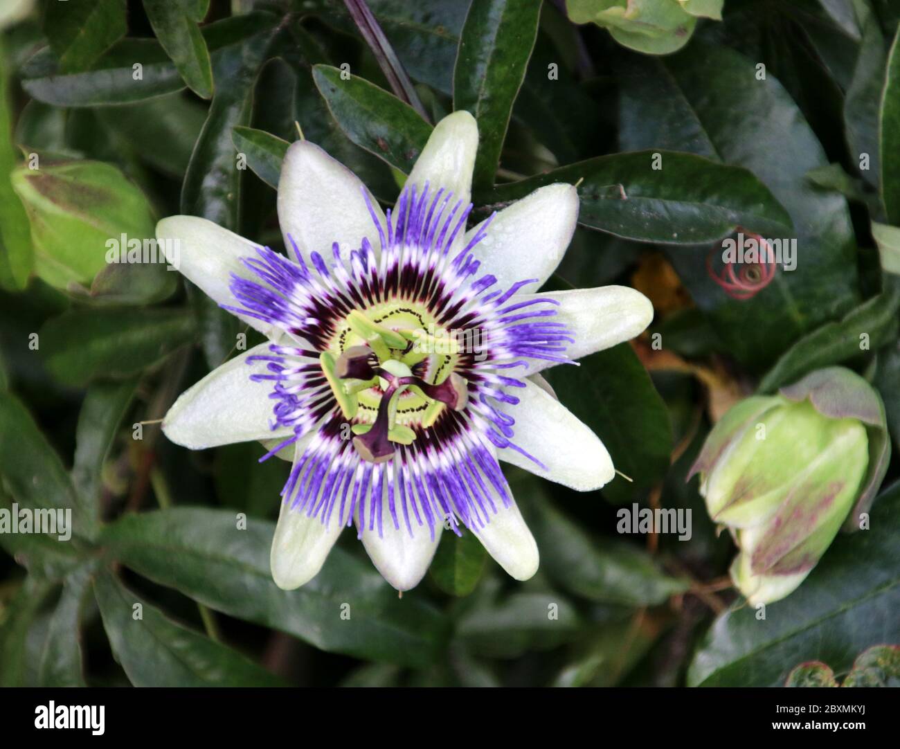 Fleur blanche violette de la fleur de passionerie dans le jardin A.Vogel à  't Harde aux pays-Bas Photo Stock - Alamy