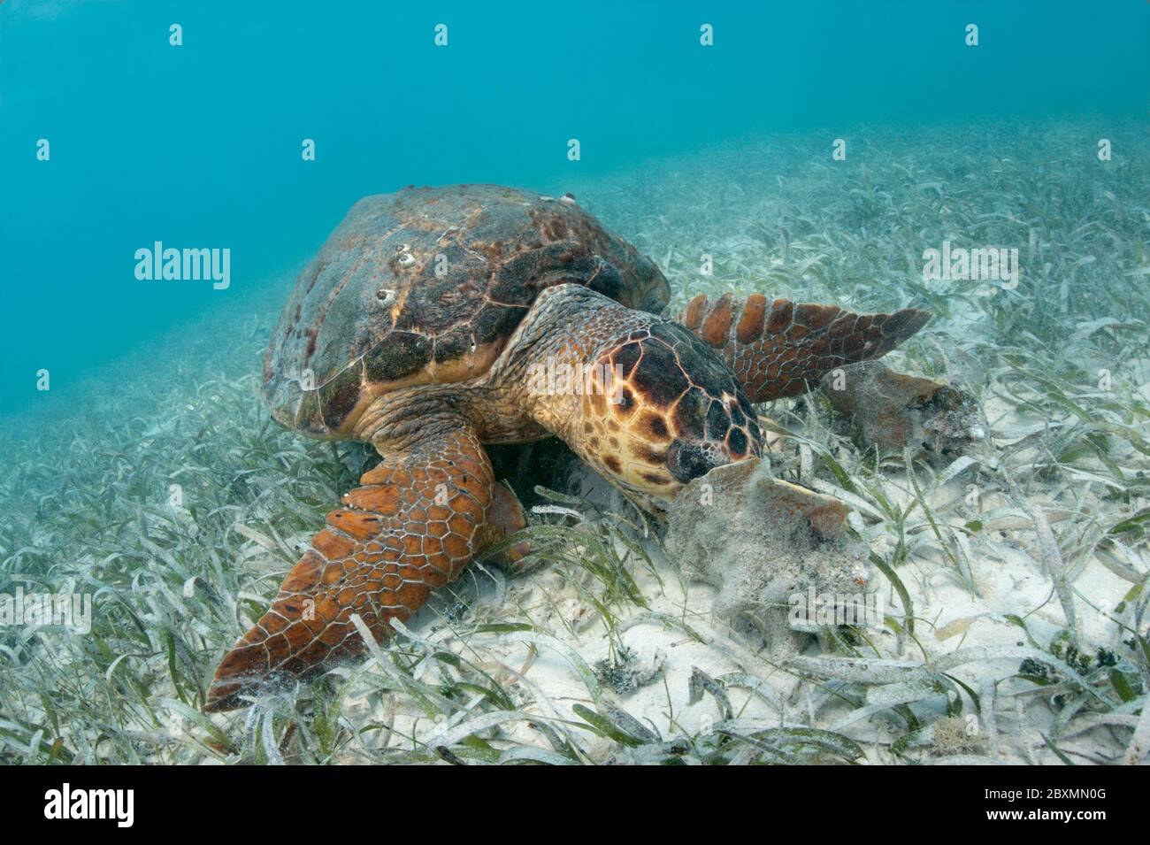 La mouille de Loggerhead se nourrit du conch de la reine dans l'herbe de mer de la barrière de corail de Belize. Banque D'Images