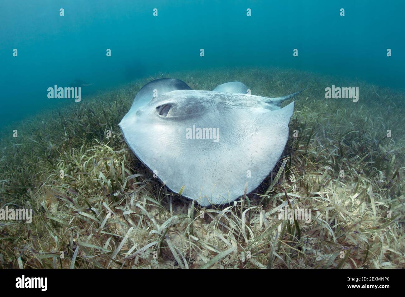Le staingray de queue de baleine des Caraïbes (Styracula schmardae) nage au-dessus de l'herbe de mer à la barrière de corail du Belize. Banque D'Images