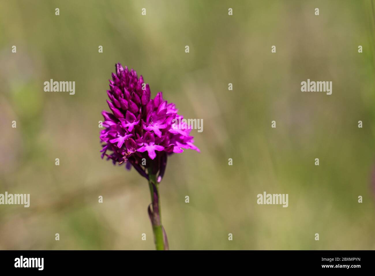 Gros plan inflorescence de l'orchidée pyramidale, nom latin Anacamptis pyramidalis à la réserve naturelle spéciale de Sélévenj heath (Selefenjske pustar) à Vo Banque D'Images