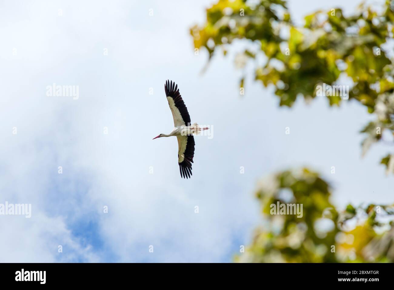 Ciconie blanche et noire ciconia vole dans les airs au printemps. Banque D'Images