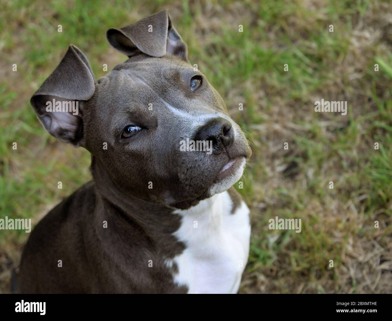 animal chien américain staffordshire terrier amstaff pit-bull gris bleu blanc Banque D'Images