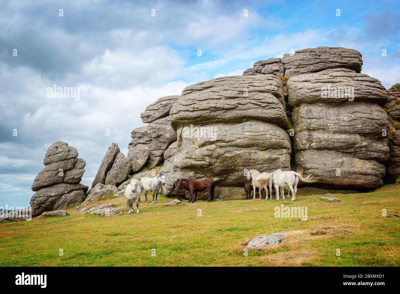 Poneys Dartmoor près de Tor selle, Dartmoor, Devon, UK Banque D'Images