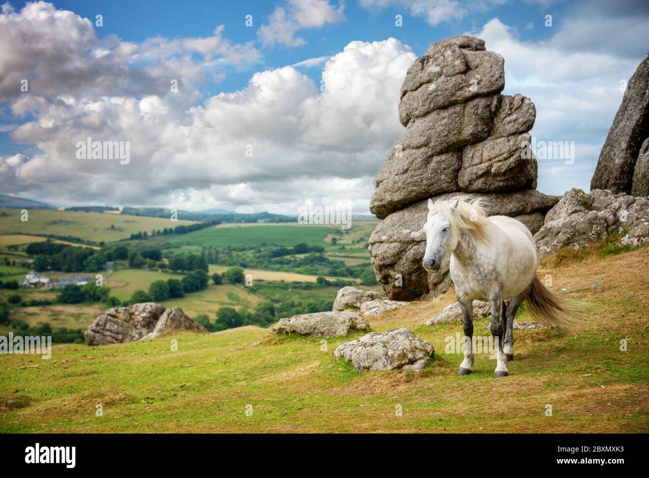 Poney Dartmoor près de Tor de selle, Dartmoor, Devon, UK Banque D'Images