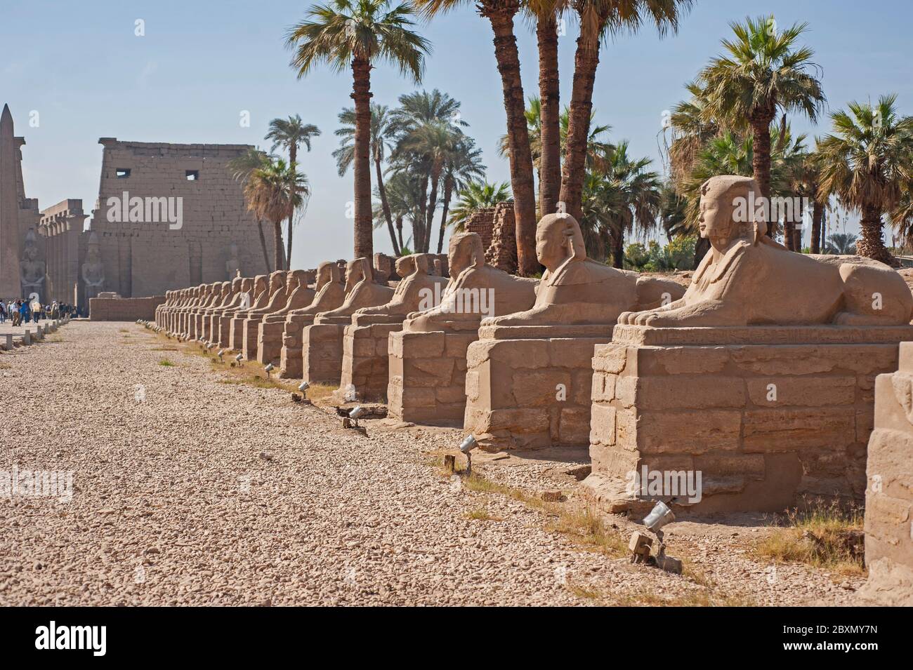 Ancienne avenue égyptienne des sphinx sur la route d'entrée au temple de Louxor avec pylône en arrière-plan Banque D'Images