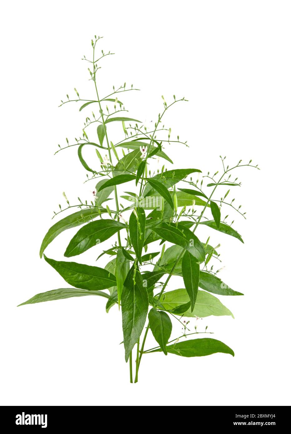 Andrographis paniculata plante sur fond blanc Banque D'Images